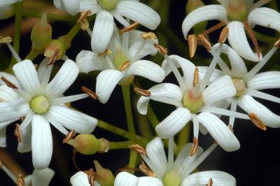 Auranticarpa edentata