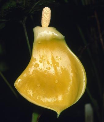 Remusatia vivipara