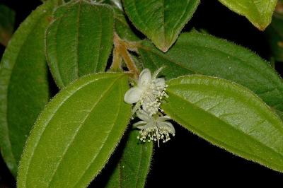 Rhodamnia longisepala