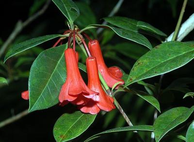 Rhododendron notiale