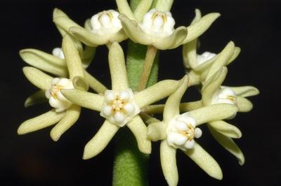 Sarcostemma australe