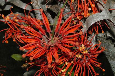 Stenocarpus sinuatus