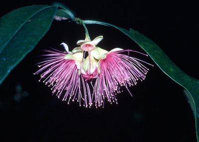 Syzygium erythrodoxa