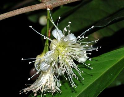 Syzygium aqueum