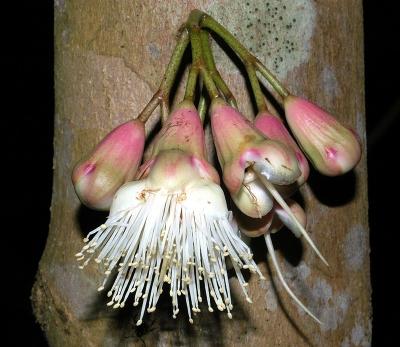 Syzygium cormiflorum - Clohesy River form
