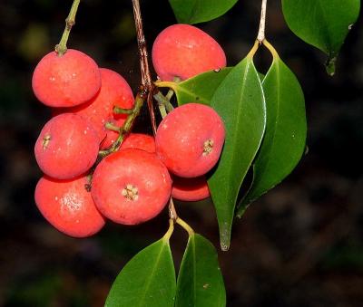 Syzygium luehmannii