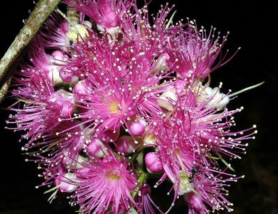 Syzygium malaccense