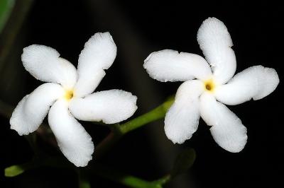 Tabernaemontana orientalis