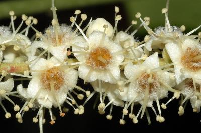 Terminalia muelleri