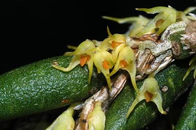 Thrixspermum congestum