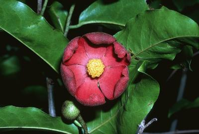 Uvaria concava