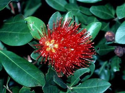 Xanthostemon youngii
