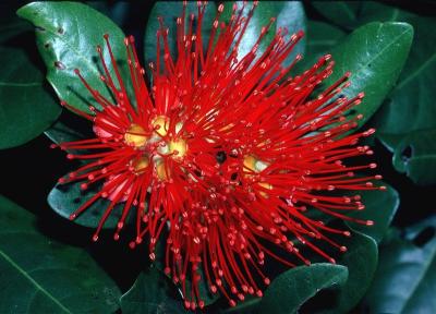Australian Tropical Plants