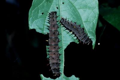 Cairns Birdwing - larvae