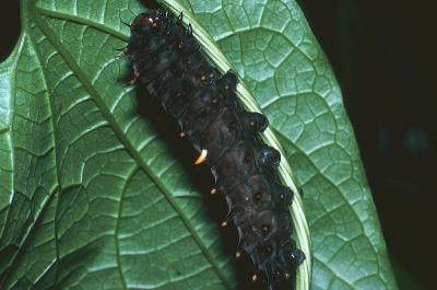Richmond Birdwing - larva