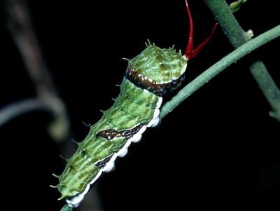 Orchard Swallowtail - larva