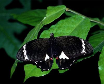 Orchard Swallowtail - male