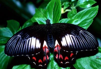 Ambrax Swallowtail - female