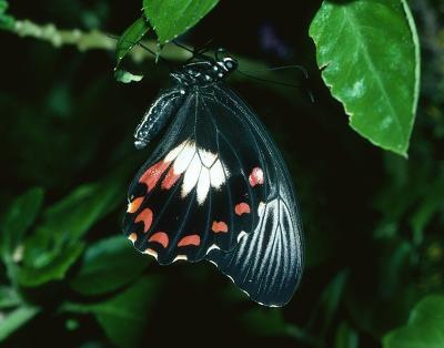 Ambrax Swallowtail - female