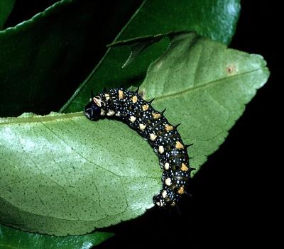 Dingy Swallowtail - larva