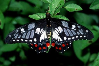 Dingy Swallowtail