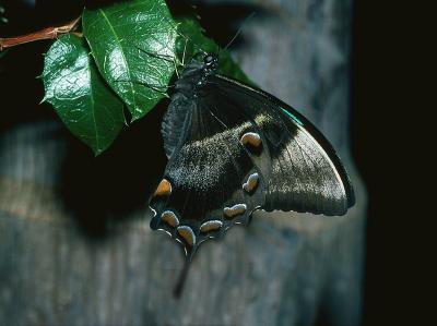 Ulysses Swallowtail - male