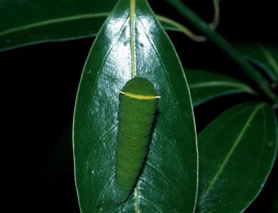 Blue Triangle - larva