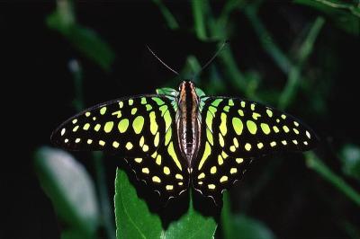 Green-spotted Triangle