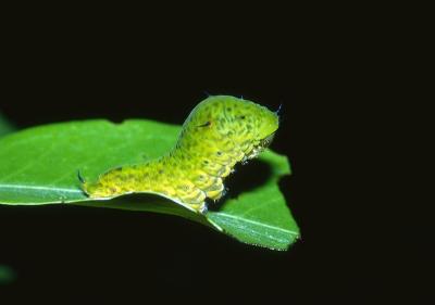 Green-spotted Triangle - larva