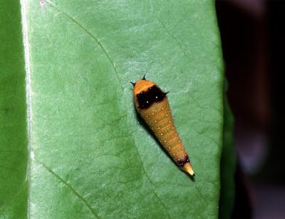 Macleay's Swallowtail - larva