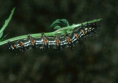 Australian Lurcher - larva