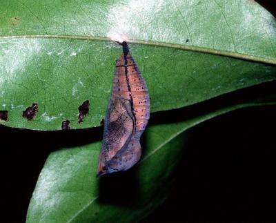 Australian Leafwing - pupa