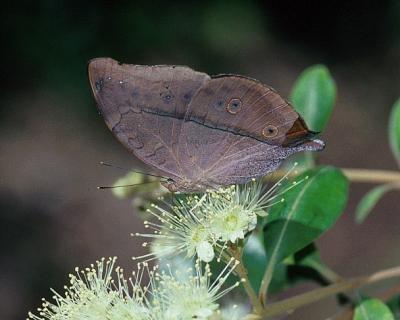 Australian Leafwing