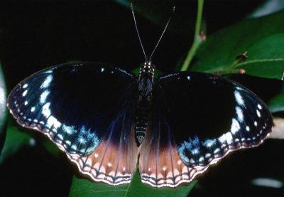 Blue-banded Eggfly - female