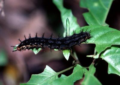 Blue-banded Eggfly - larva