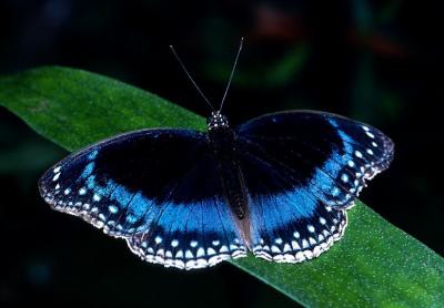 Blue-banded Eggfly - male