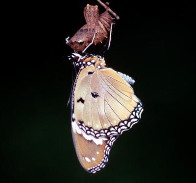 Danaid Eggfly - female