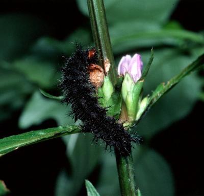 Brown Soldier - larva