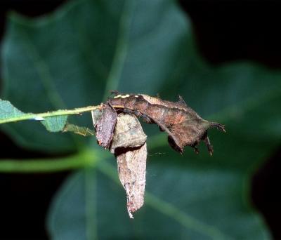 Common Aeroplane - larva