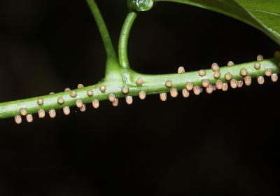 Red Lacewing - eggs