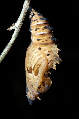Red Lacewing - pupa