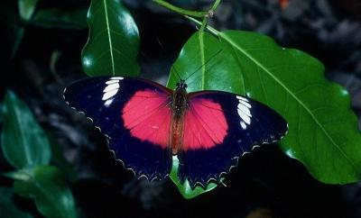 Red Lacewing - male