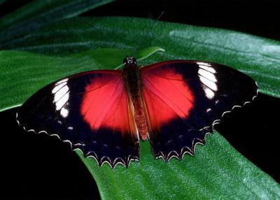 Red Lacewing - male