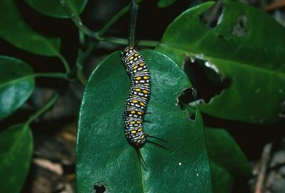 Black and White Tiger - larva