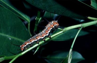 Common Crow - larva