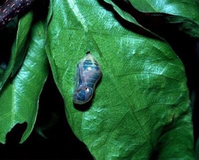 Eastern Brown Crow - pupa