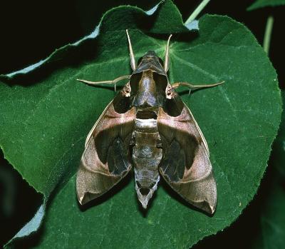 Alstonia hawk Moth