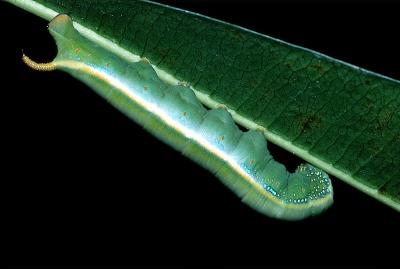 Alstonia Hawk Moth - larva