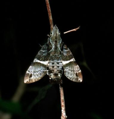 Bee Hawk Moth - Macroglossum
