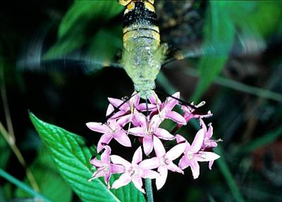 Bee Hawk Moth feeding - Cephonodes